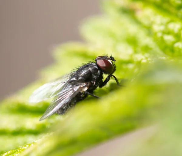 Fly in nature — Stock Photo, Image