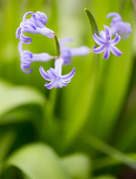 Naturaleza — Foto de Stock