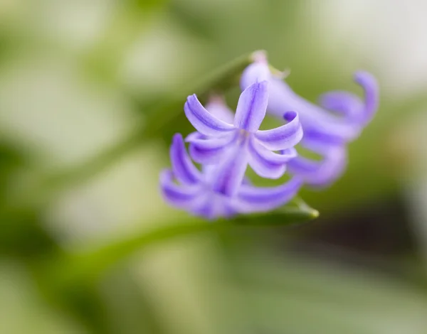 Naturaleza — Foto de Stock