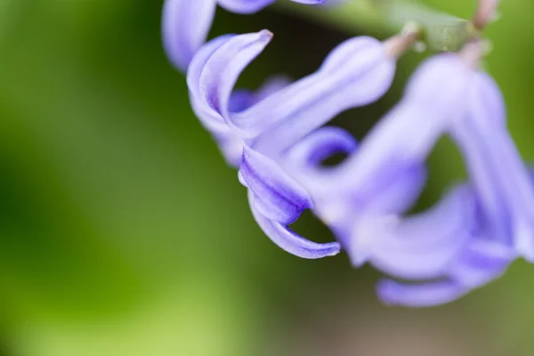 Naturaleza — Foto de Stock