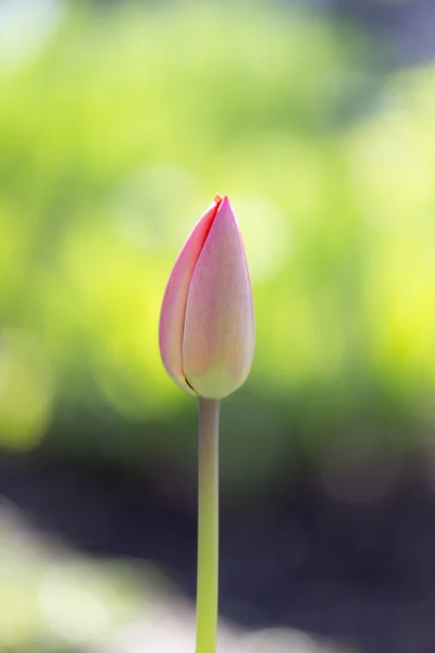 Natureza — Fotografia de Stock