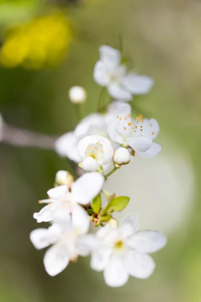 Natur — Stockfoto