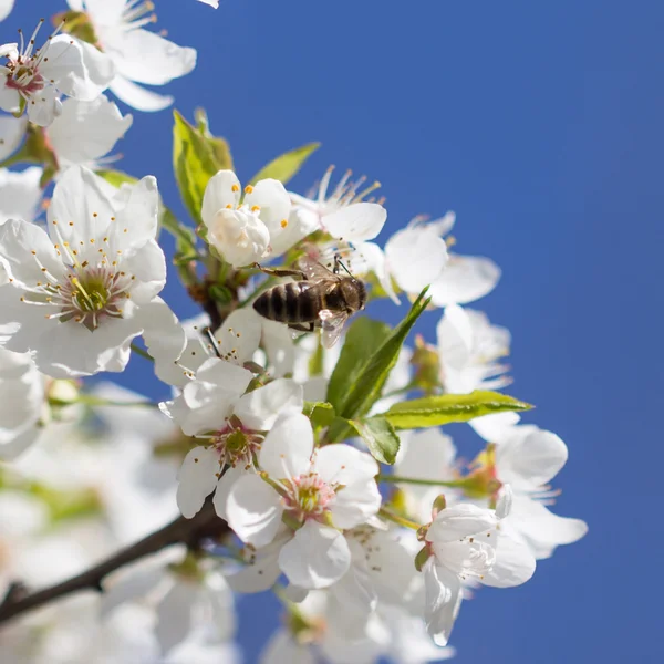 Natur — Stockfoto