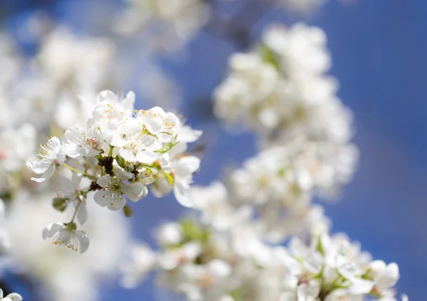 Natur — Stockfoto