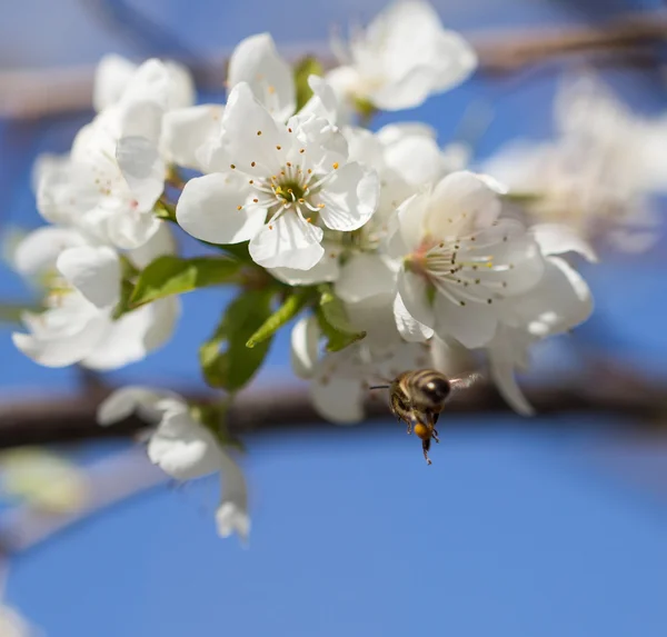 Natur — Stockfoto