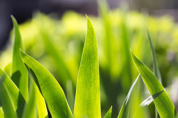 Nature — Stock Photo, Image