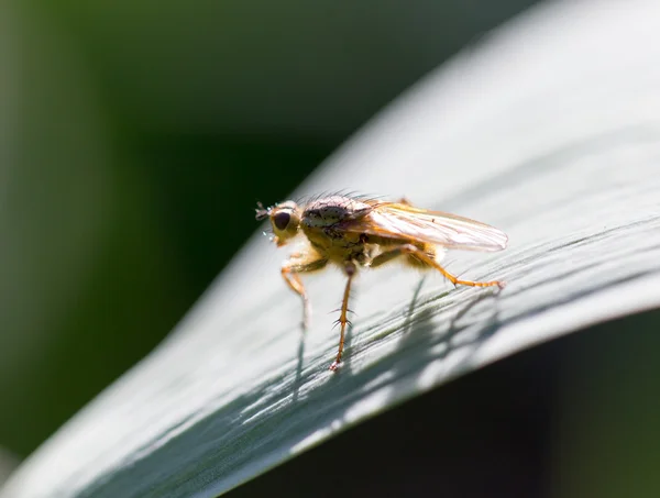 Natura — Foto Stock