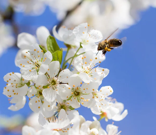 Natur — Stockfoto