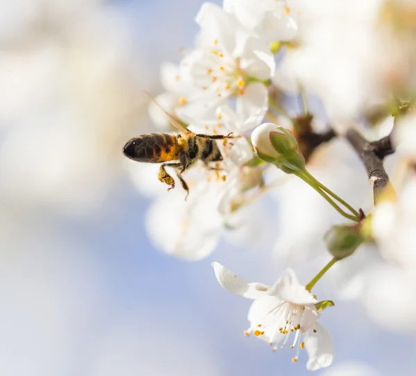 Nature — Stock Photo, Image