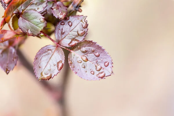 Natur — Stockfoto