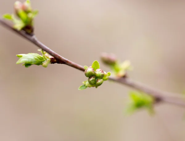 Naturaleza — Foto de Stock