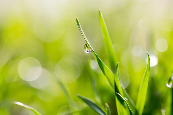 Naturaleza — Foto de Stock