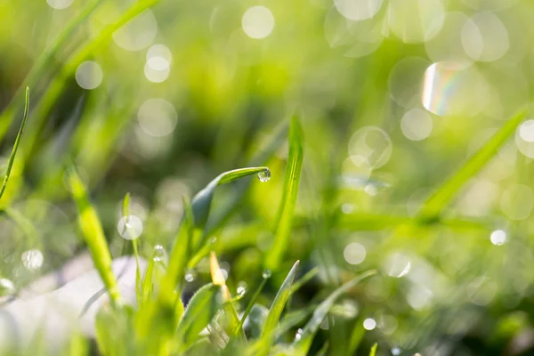 Naturaleza — Foto de Stock