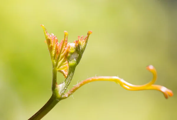 Naturaleza — Foto de Stock