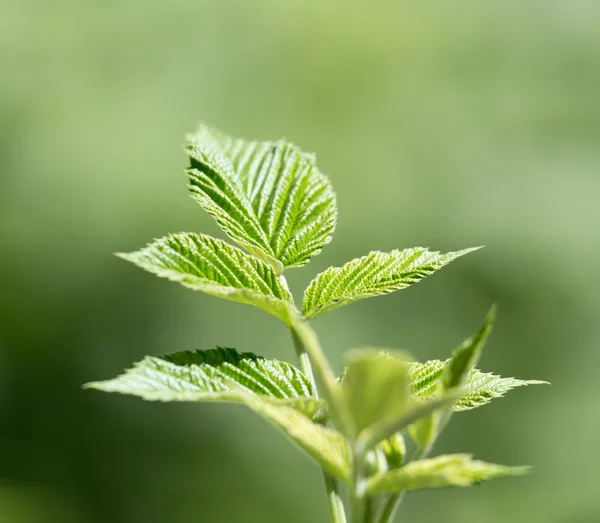 Natureza — Fotografia de Stock