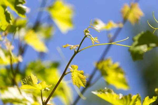 Natura — Foto Stock