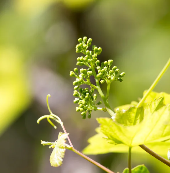 Natureza — Fotografia de Stock