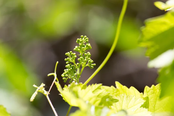 Natura — Foto Stock