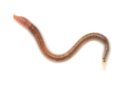 Doğa