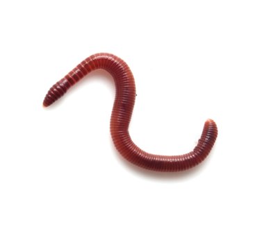 Doğa