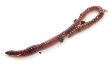 Doğa