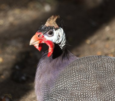 Doğa