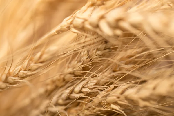 Alimentos, — Fotografia de Stock