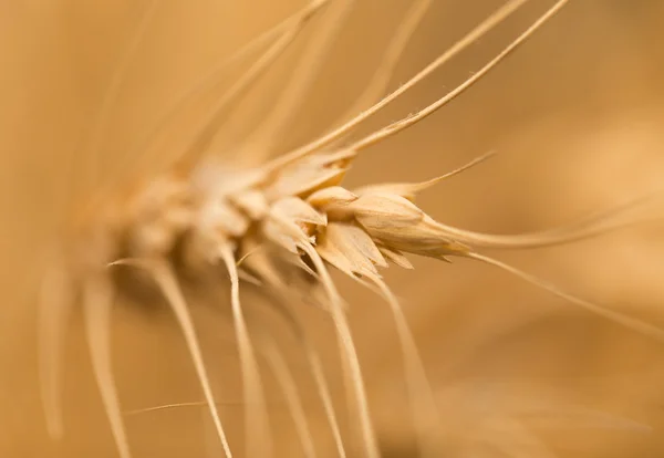 Alimentos, — Foto de Stock