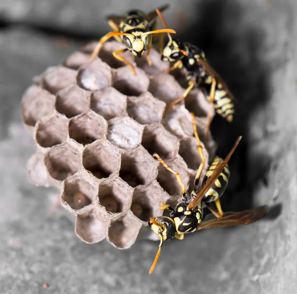 Naturaleza — Foto de Stock