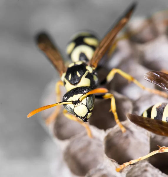 Natur — Stockfoto