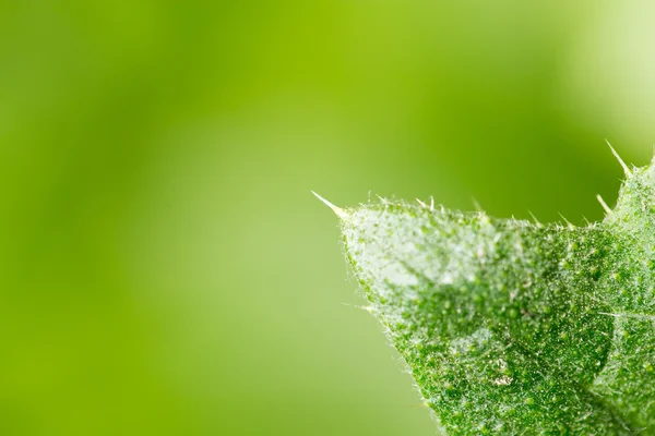 Natuur — Stockfoto