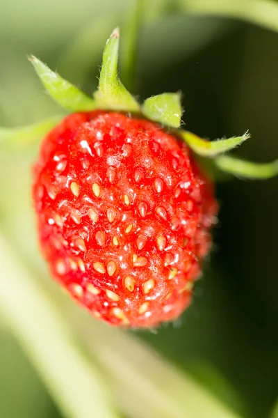 Naturaleza — Foto de Stock