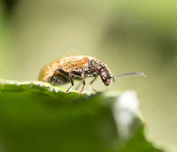 Natureza — Fotografia de Stock