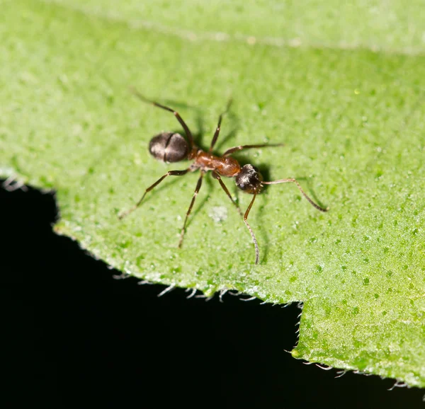 Nature — Stock Photo, Image