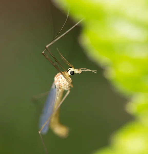 Nature — Stock Photo, Image