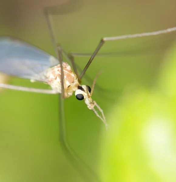 Naturaleza — Foto de Stock