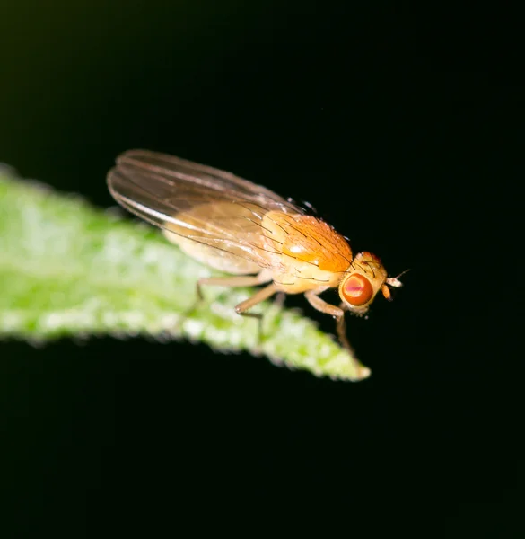 Naturaleza — Foto de Stock