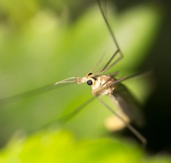 Nature — Stock Photo, Image