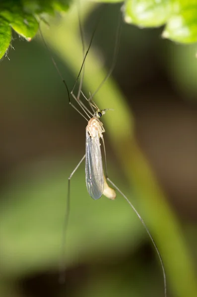 Naturaleza — Foto de Stock