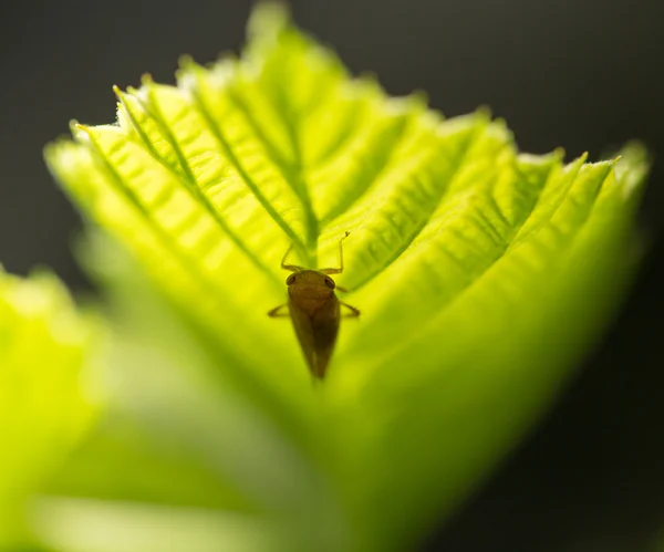 Nature — Stock Photo, Image