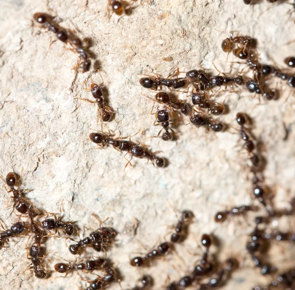 Naturaleza — Foto de Stock