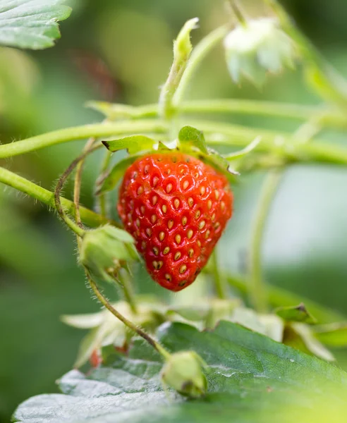 Natuur — Stockfoto