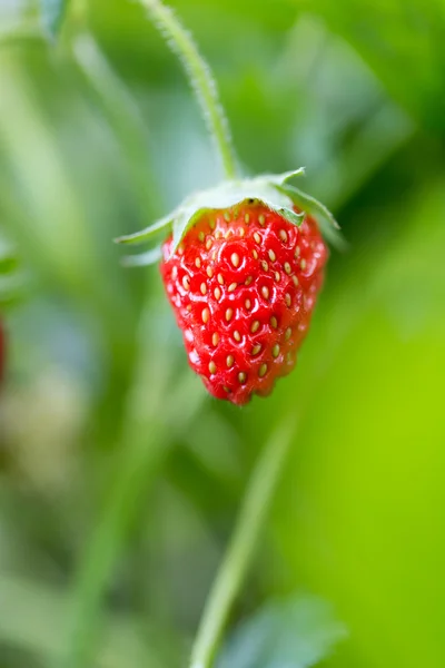 Naturaleza — Foto de Stock