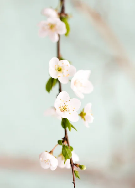 Naturaleza — Foto de Stock