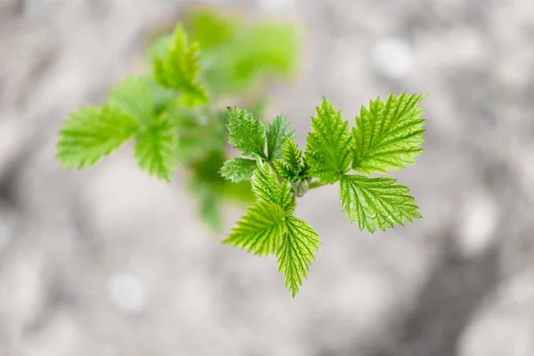 Nature — Stock Photo, Image