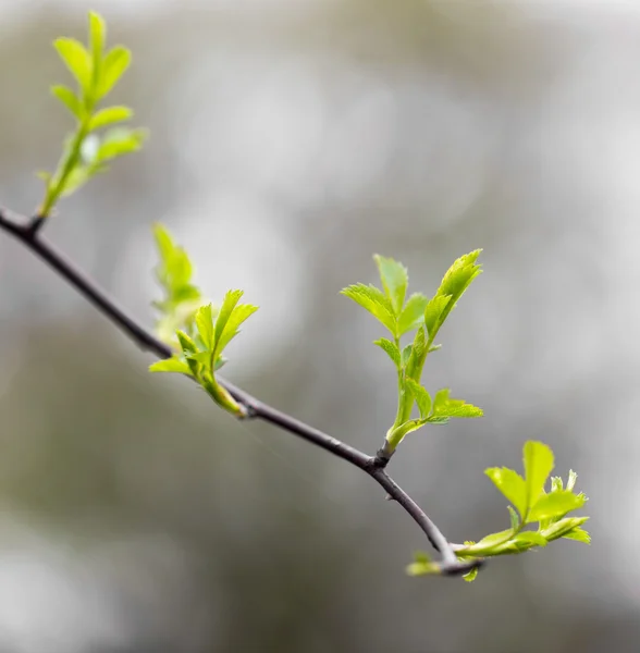 Naturaleza — Foto de Stock