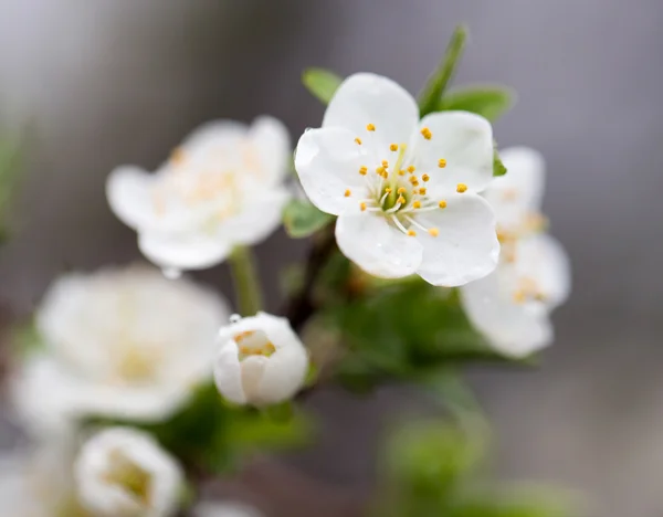 Natur — Stockfoto