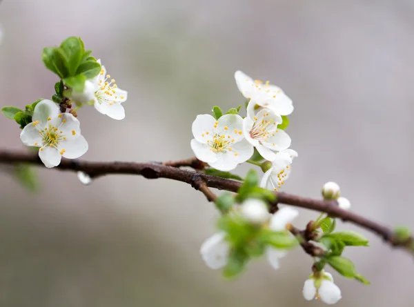 Natur — Stockfoto