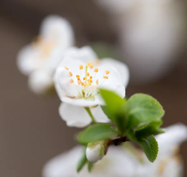 Natur — Stockfoto