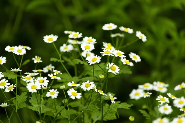 Natura — Foto Stock